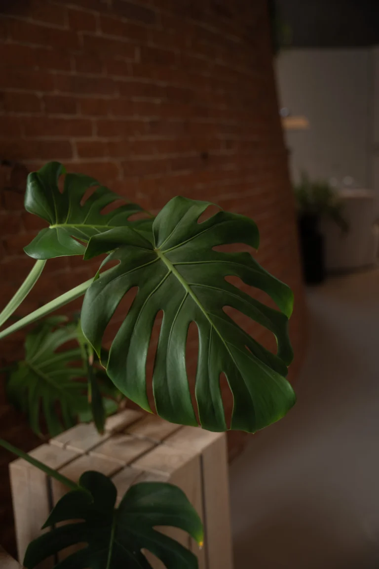 Monstera voor een bakstenen muur op kantoor